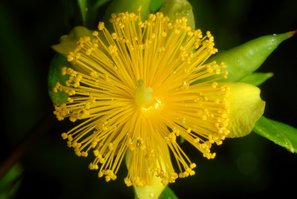Hypericum prolificum, Stokes County, NC, USA