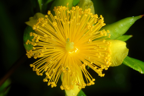 shrubby St. Johnswort (Hypericum prolificum)