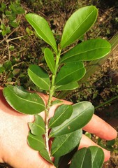 Erythroxylum emarginatum