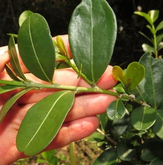 Erythroxylum emarginatum