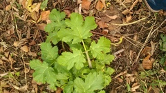 Heracleum sosnowskyi