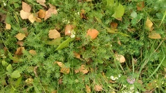 Galium mollugo