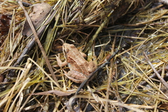 Rana amurensis
