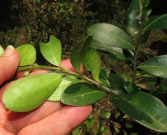 Erythroxylum emarginatum