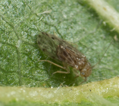 Ectopsocus strauchi