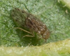 Ectopsocus strauchi