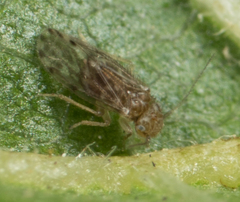Ectopsocus strauchi