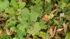 Alchemilla