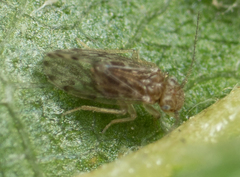 Ectopsocus strauchi