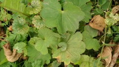 Alchemilla