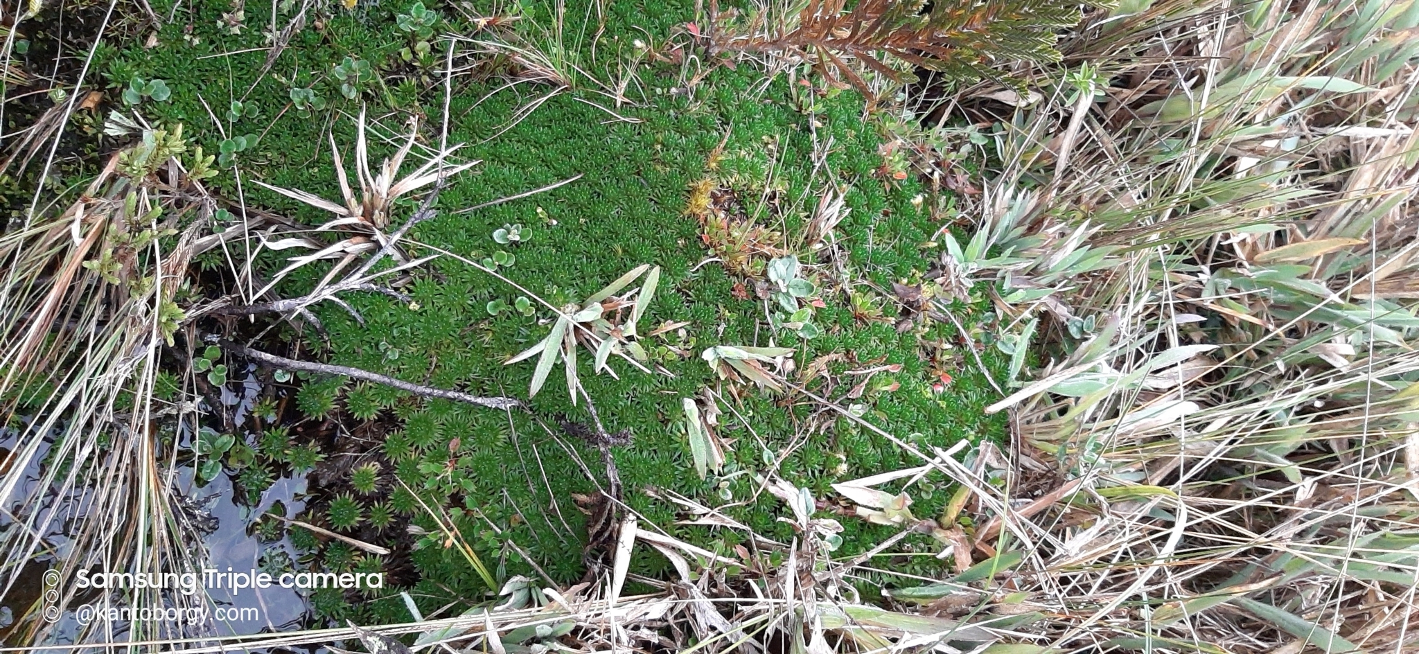Werneria image
