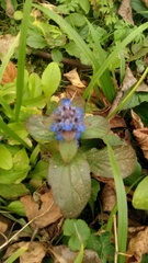 Ajuga reptans