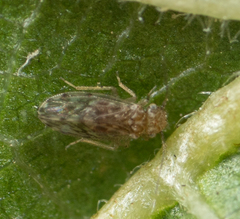 Ectopsocus strauchi