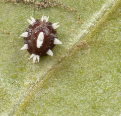 Ceroplastes cirripediformis