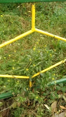 Sisymbrium officinale