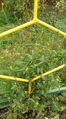 Sisymbrium officinale