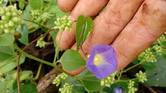 Ipomoea aristolochiifolia