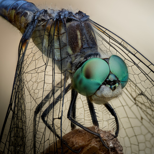 Blue Dasher photographed in Washington