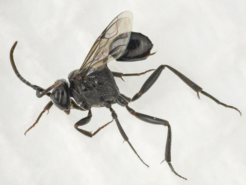 Evaniella californica