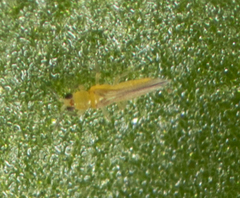 Scirtothrips