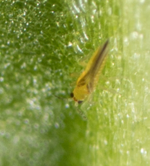 Scirtothrips