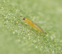 Scirtothrips