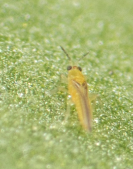 Chilli Thrips photo 4