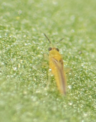 Scirtothrips