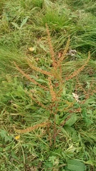 Rumex obtusifolius
