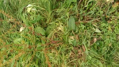 Rumex obtusifolius