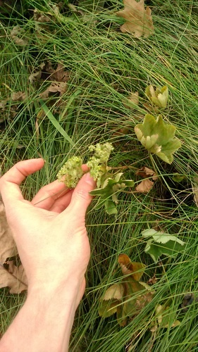 Image of Alchemilla baltica by (c) Михаил Орлов, some rights reserved (CC BY)