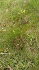 Juncus effusus