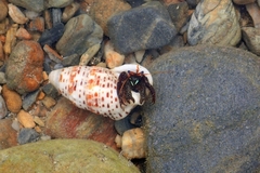 Clibanarius corallinus