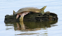 Apalone spinifera pallida