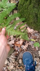Dryopteris carthusiana