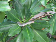 Cubophis caymanus