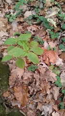 Impatiens parviflora