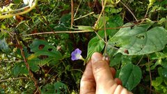Ipomoea aristolochiifolia