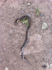 Pituophis deppei