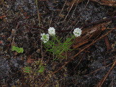 Dischisma ciliatum ciliatum