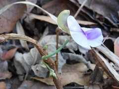 Vigna pygmaea