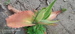 Kalanchoe gastonis-bonnieri