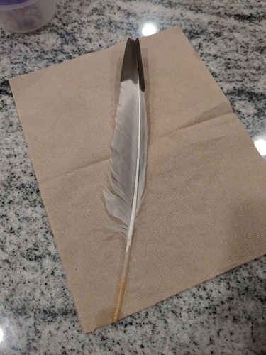 Plume de Mouette de Franklin