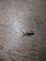 Hemithyrsocera histrio