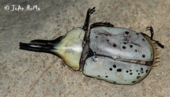 Dynastes hyllus