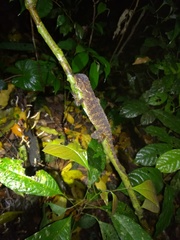 Enyalioides laticeps