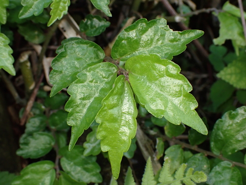 Pellionia scabra iNat (2)