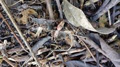 Dysdercus bimaculatus