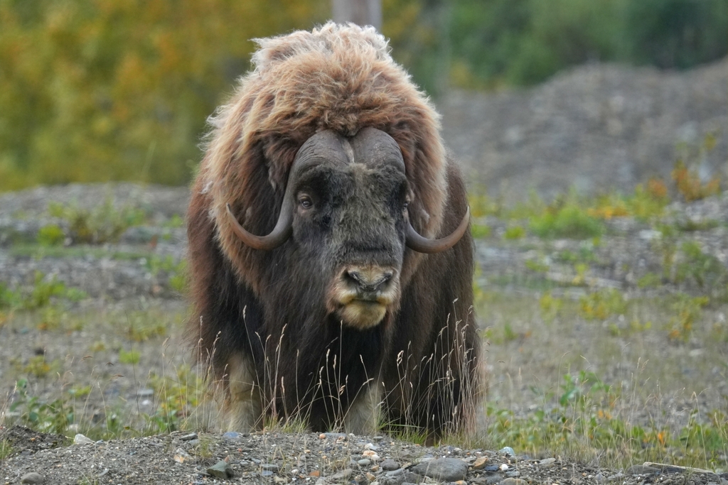 Ovibos moschatus, Nome, AK, USA, by chrihi