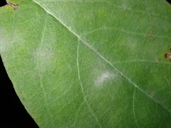 Erysiphe symphoricarpi